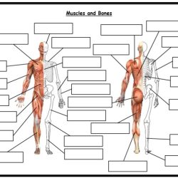 Gizmos muscles and bones answer key