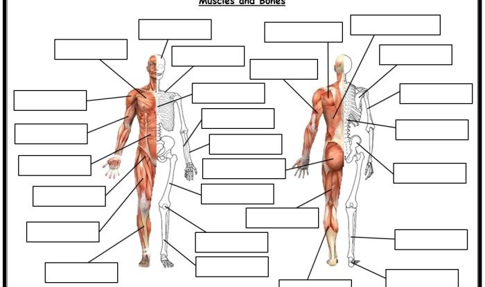 Gizmos muscles and bones answer key