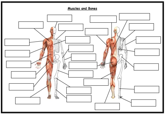 Gizmos muscles and bones answer key