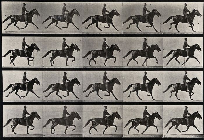 Published animal locomotion and paved the way for motion photography