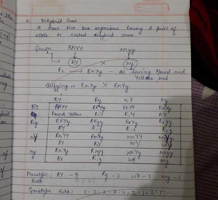 Genetic crosses that involve 2 traits answer key